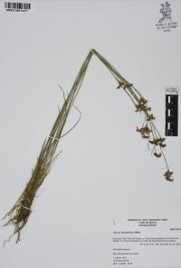 Juncus dichotomus image